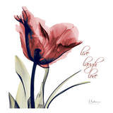 Single Tulip Live Laugh