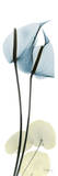 Anthurium in Blue