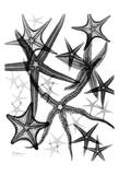 Dancing Star Fish