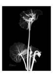 Cyclamen on Black