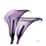Buy Violet Calla Twins II at AllPosters.com