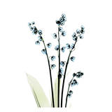 Lily of The Valley