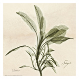 Sage on Beige