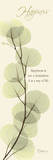 Buy Happiness, Eucalyptus at AllPosters.com