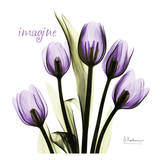 Buy Tulip in Purple, Imagine at AllPosters.com