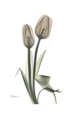 Tulip, Marjorie