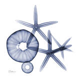 Sea Life in Blue II