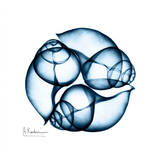 Snails in Blue