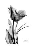 Single Tulip in Black and White