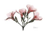 Oleander Peace in Pink