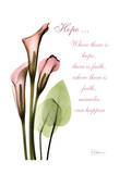 Calla Lily in Pink, Hope