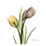 Buy Tulip Bouquet at AllPosters.com