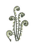Buy Fiddle Fern in Green at AllPosters.com
