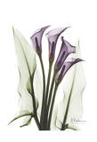 Calla Lily Quad in Color