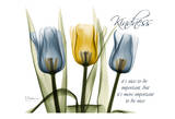 Tulip, Kindness