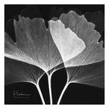 Ginkgo Close Up Black and White