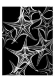 Star Fish A Plenty on Black