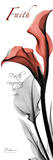 Faith, Red Calla Lily