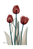 Early Tulips in Red