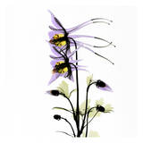 Columbine Bouquet