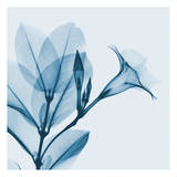 Madelia in Blue