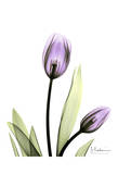 Tulip in Full Bloom