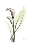 Calla, Marjorie