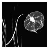 Single Bud Black and White