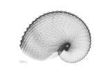 Argonaut