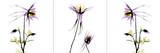 Columbine Triple