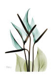 Blue Anthurium Bouquet