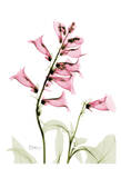 Pink Spring Foxglove