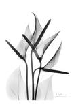 Anthurium in Black and White
