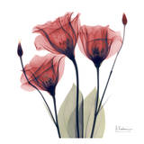 Gentian Trio in Red Art Print
