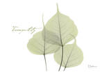 Buy Botree in Green, Tranquility at AllPosters.com