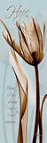 Brown on Blue Tulip Hope