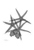 Beach Stars and Scallops