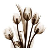Buy Tulip in Sienna at AllPosters.com