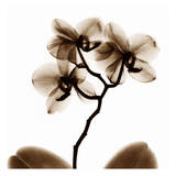 Orchid
