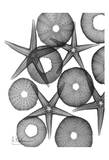 Beach Stars and Sea Urchins Close Up