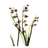Lily of The Valley