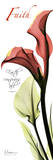 Calla Lily in Red, Faith