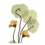 Nasturtium Bouquet