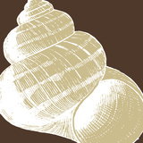 Natural Shell III