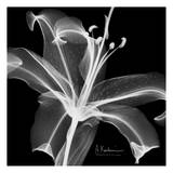 Lily White on Black