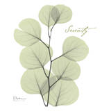 Eucalyptus Green, Serenity