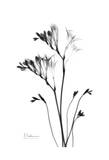 Fox Glove in Black and White