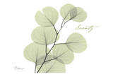 Buy Eucalyptus in Green, Serenity at AllPosters.com