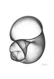 Moon Snail Twist Down