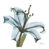 May Lily